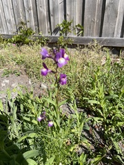 Linaria maroccana