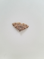Lepidoptera