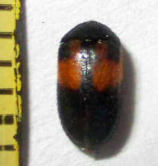 Attagenus rufiventris