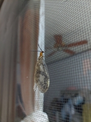 Neochauliodes formosanus