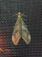 Neochauliodes formosanus
