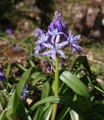 Hyacinthoides reverchonii