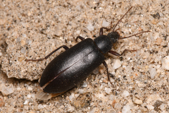 Eupsophulus castaneus
