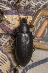 Eupsophulus castaneus