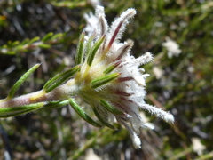 Phylica plumigera