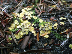 Podophacidium xanthomelum