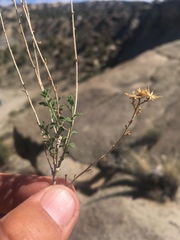 Brickellia microphylla