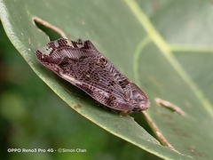 Ricania speculum