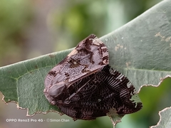 Ricania speculum