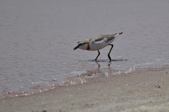 Charadrius pallidus