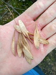 Fraxinus pennsylvanica