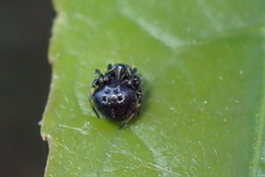 Eriovixia hainanensis