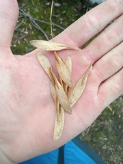 Fraxinus pennsylvanica