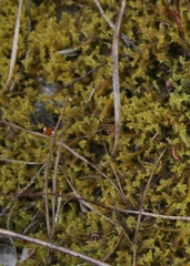 Triquetrella tristicha