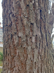 Fraxinus pennsylvanica