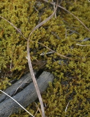 Triquetrella tristicha