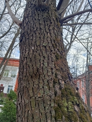 Fraxinus pennsylvanica