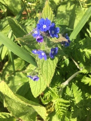 Pentaglottis sempervirens