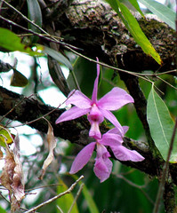 Cattleya nobilior