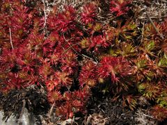 Saxifraga fragosoi