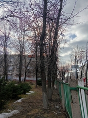 Fraxinus pennsylvanica