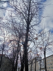 Fraxinus pennsylvanica