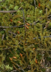 Triquetrella tristicha