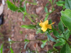 Barleria senensis