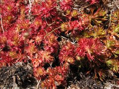 Saxifraga fragosoi