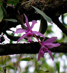Cattleya nobilior