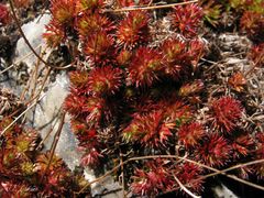 Saxifraga fragosoi