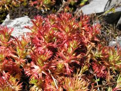Saxifraga fragosoi