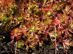 Saxifraga fragosoi