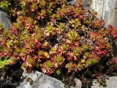 Saxifraga fragosoi