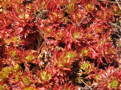Saxifraga fragosoi