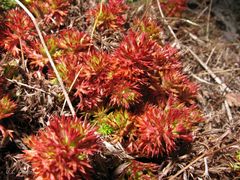 Saxifraga fragosoi