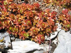 Saxifraga fragosoi