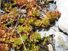 Saxifraga fragosoi