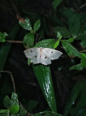 Chlorodontopera discospilata