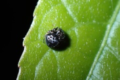 Eriovixia hainanensis