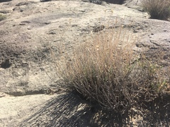 Brickellia microphylla