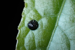 Eriovixia hainanensis