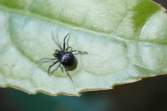 Eriovixia hainanensis