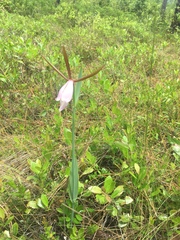Cleistesiopsis divaricata