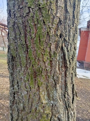 Fraxinus pennsylvanica