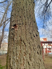 Fraxinus pennsylvanica