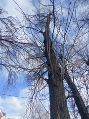 Fraxinus pennsylvanica