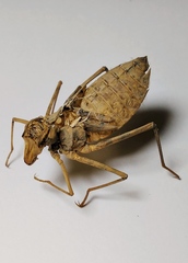 Epophthalmia vittata