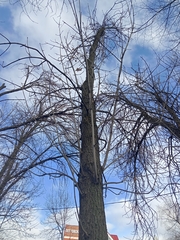 Fraxinus pennsylvanica