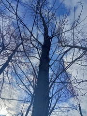 Fraxinus pennsylvanica